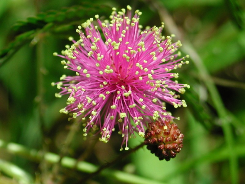 Littleleaf Sensitive-Briar photo 4