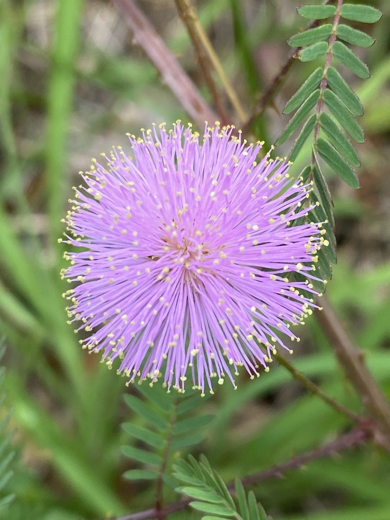 Littleleaf Sensitive-Briar photo 5