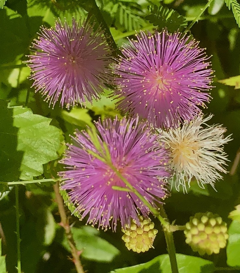 Littleleaf Sensitive-Briar photo 6