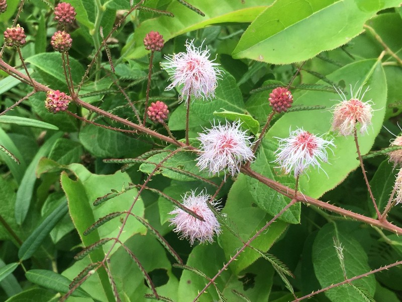 Littleleaf Sensitive-Briar photo 7