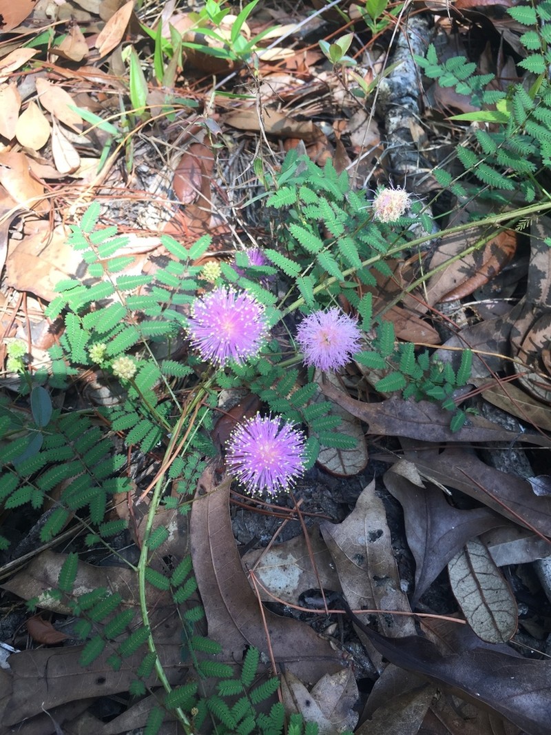 Littleleaf Sensitive-Briar photo 8
