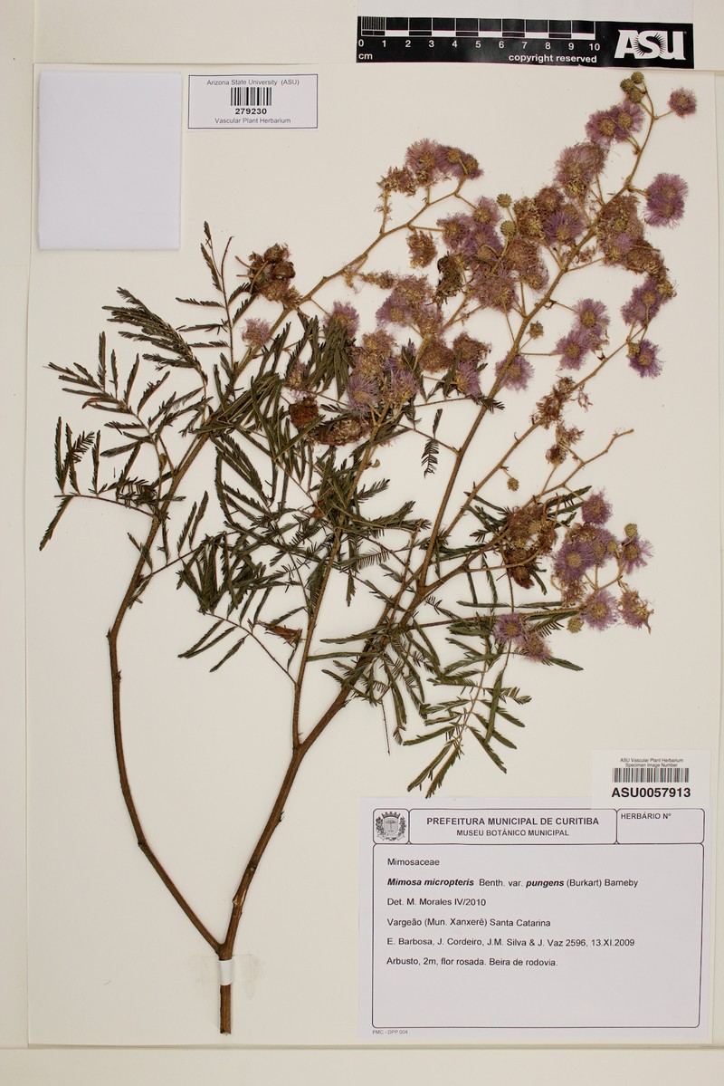 Mimosa micropteris var. pungens
