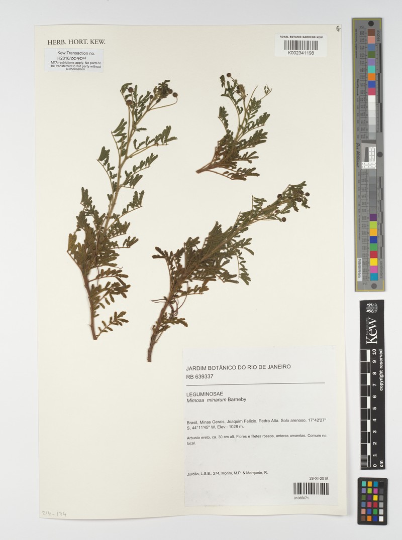 Mimosa minarum