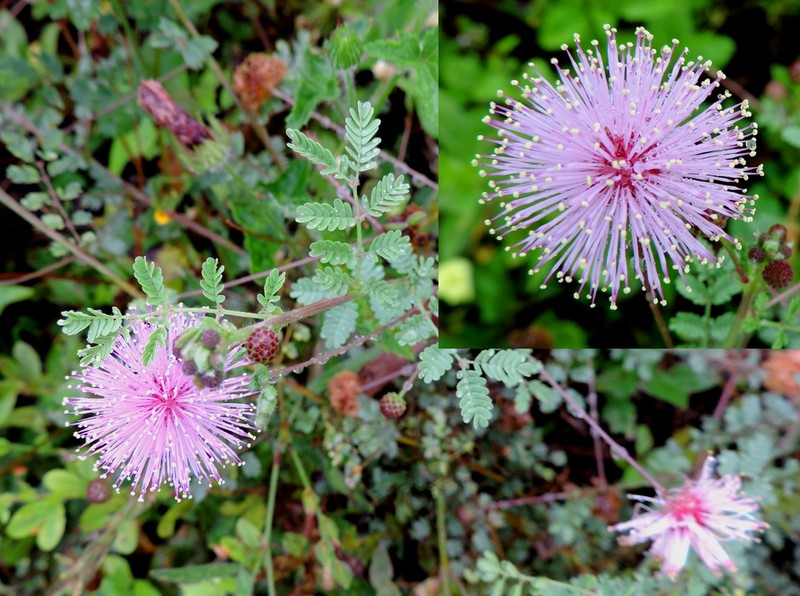 Mimosa misera