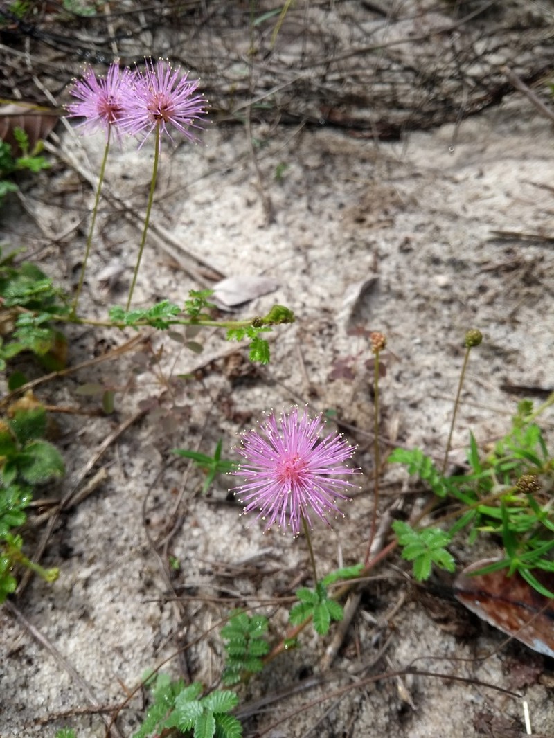 Mimosa misera photo 2
