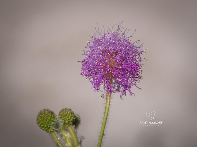 Mimosa misera photo 3