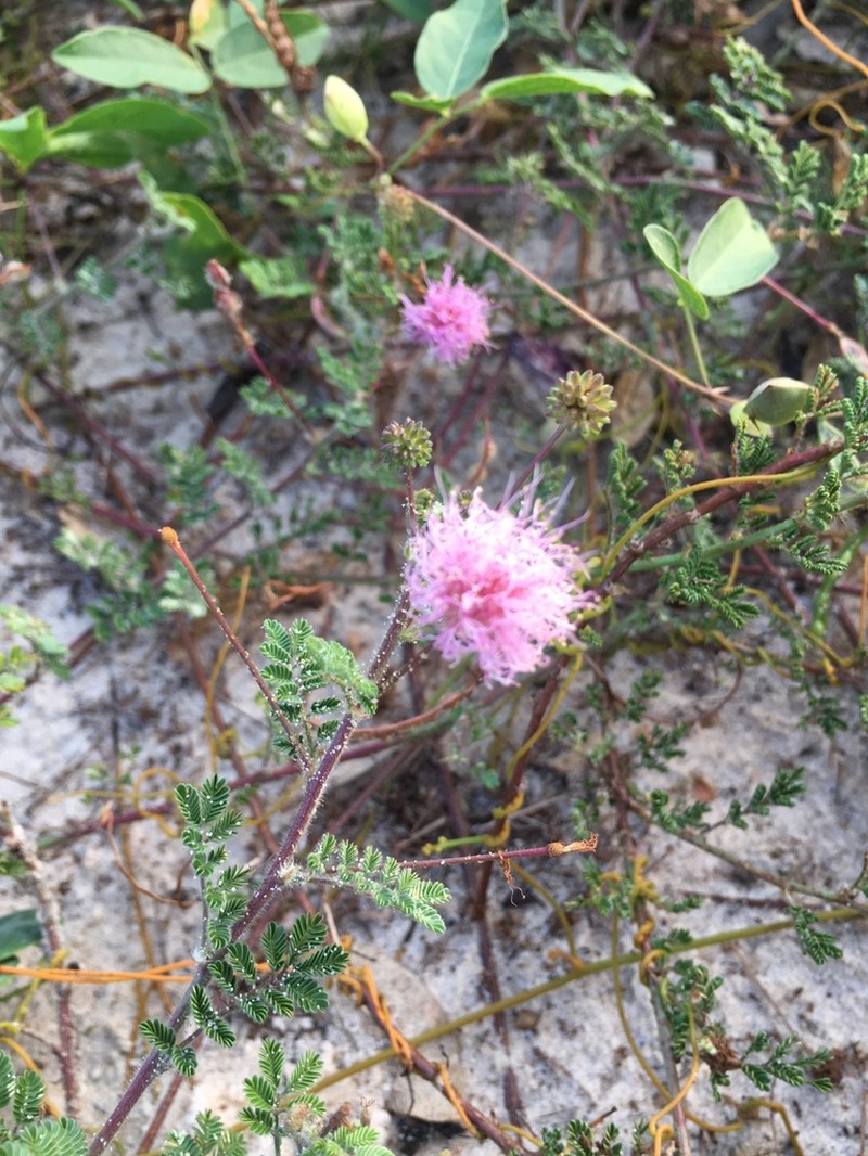 Mimosa misera photo 4