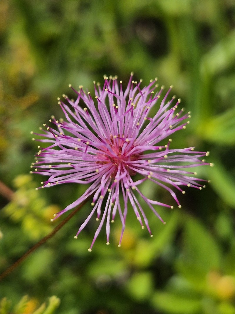 Mimosa misera photo 5