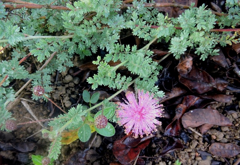 Mimosa misera photo 6