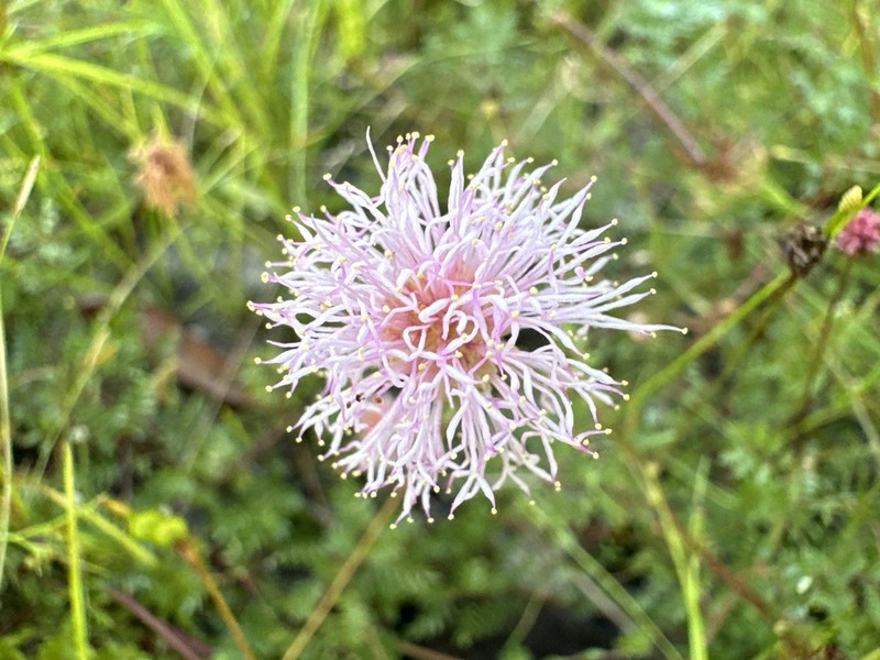 Mimosa misera photo 8