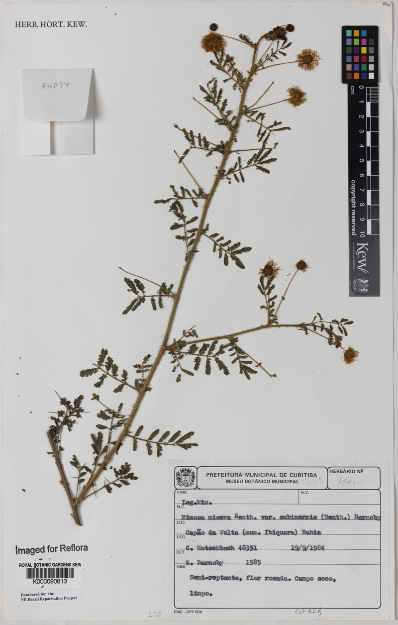 Mimosa misera var. subinermis