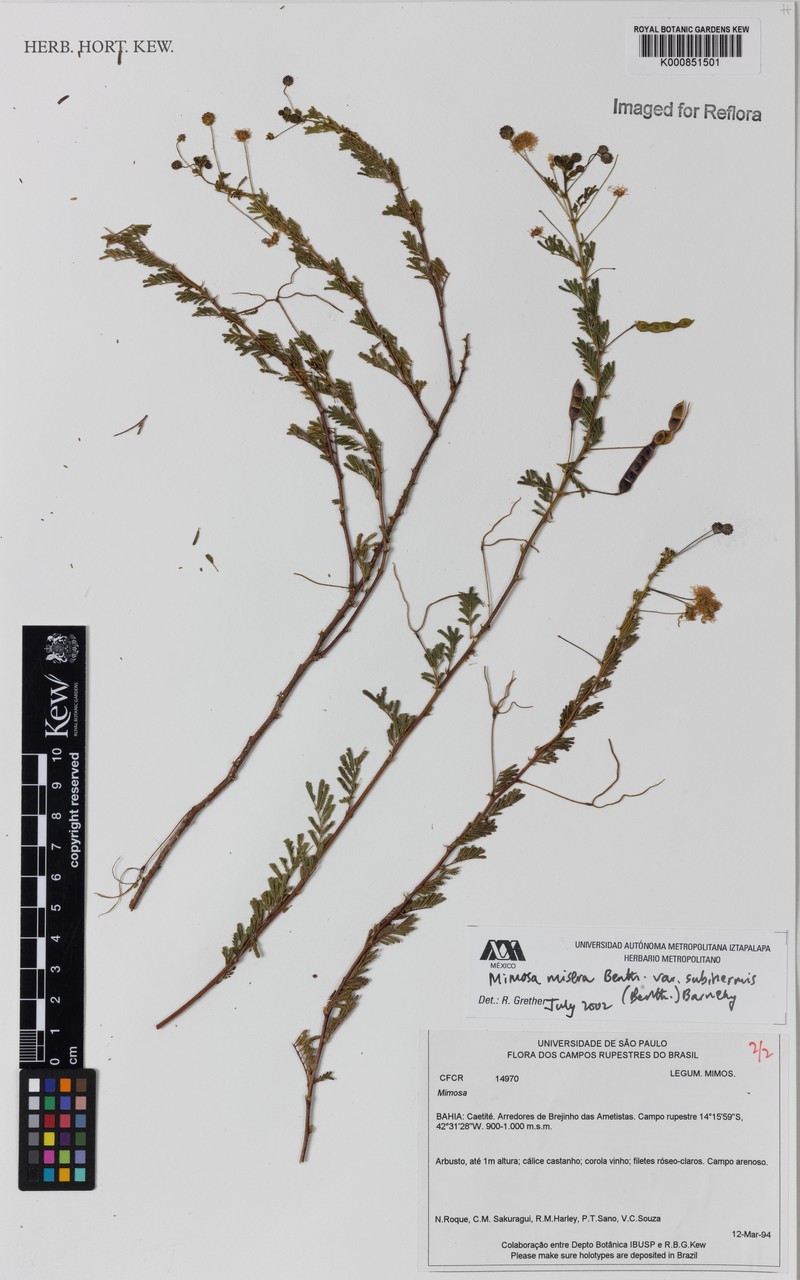 Mimosa misera var. subinermis photo 2