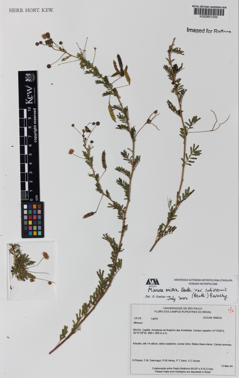 Mimosa misera var. subinermis photo 3
