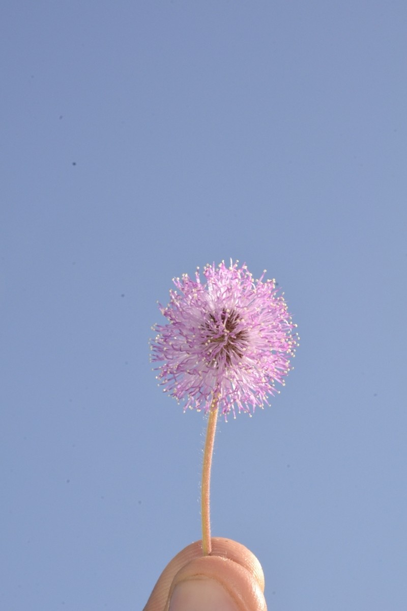 Mimosa modesta photo 2