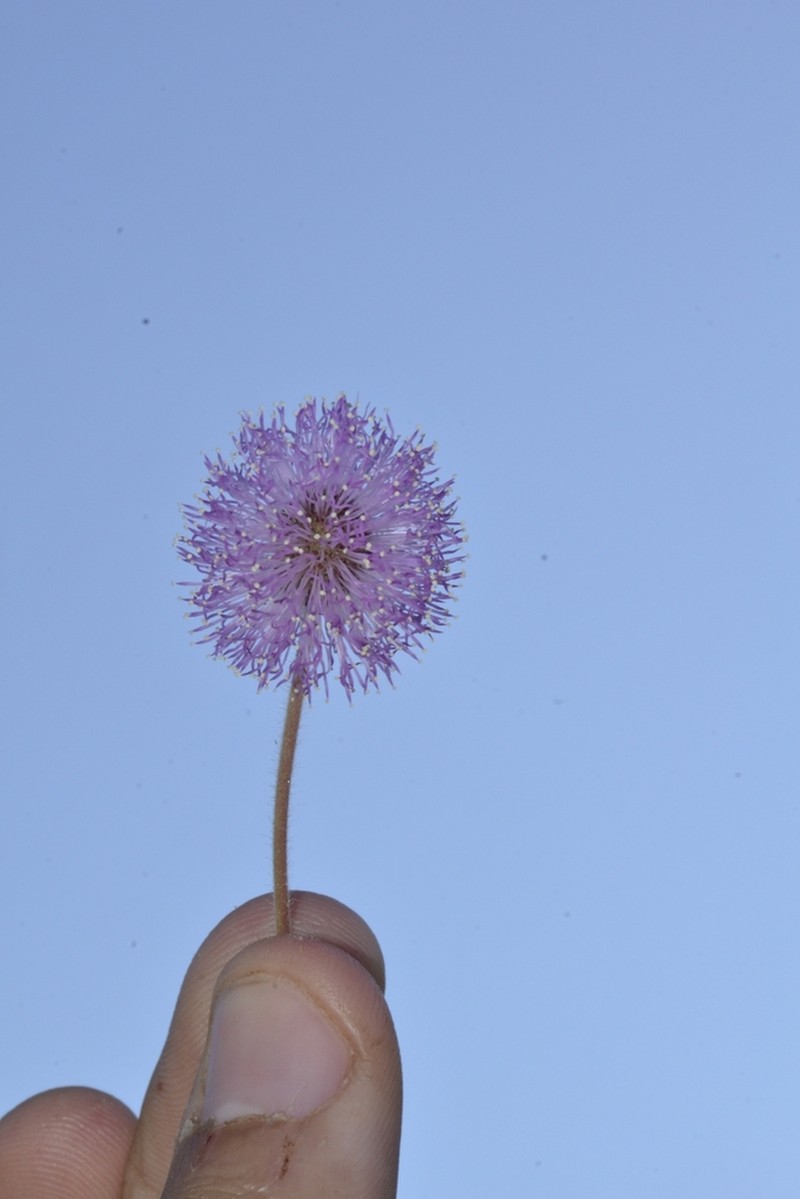 Mimosa modesta photo 3
