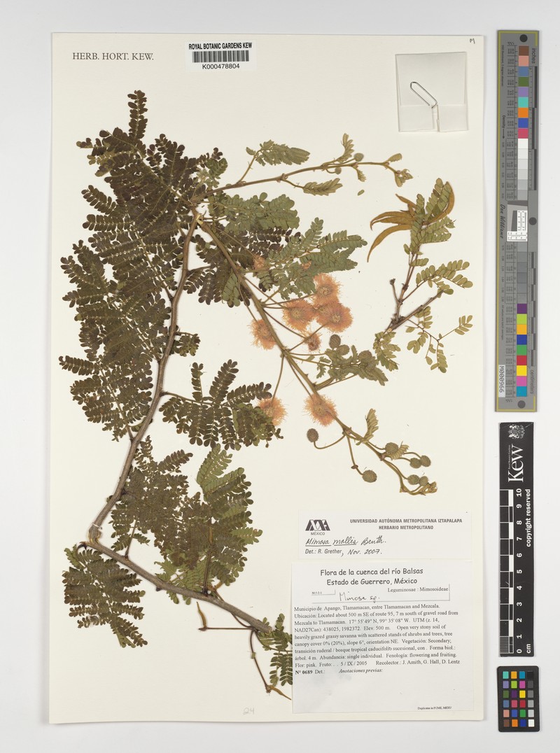 Mimosa mollis