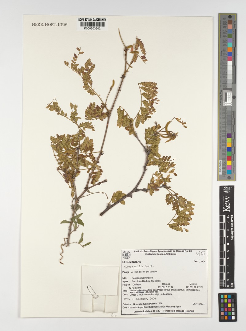 Mimosa mollis photo 2