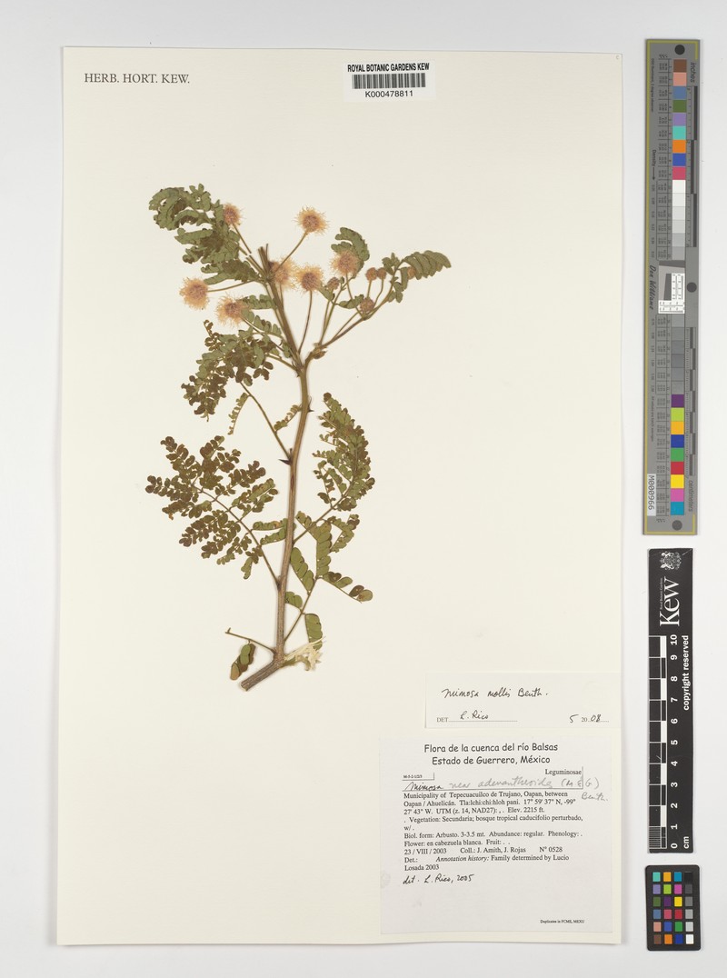 Mimosa mollis photo 3