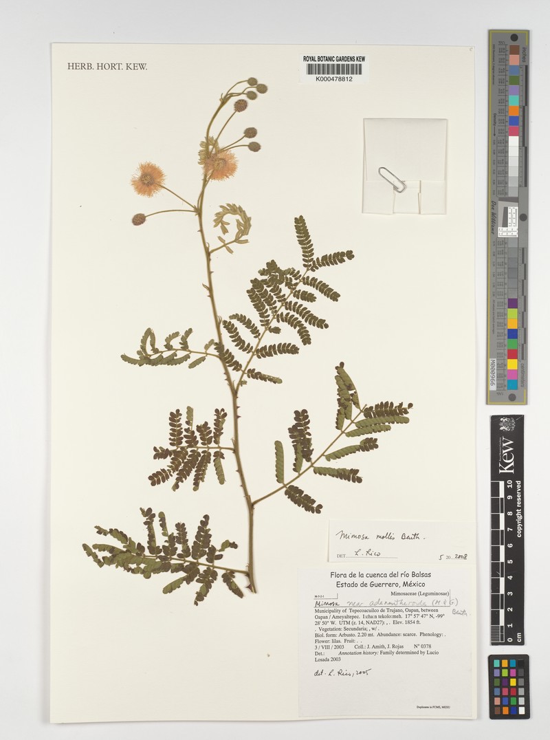 Mimosa mollis photo 4
