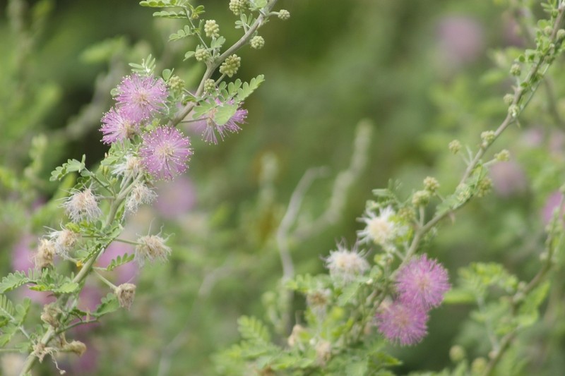 Mimosa monancistra