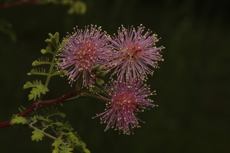 Mimosa monancistra photo 2