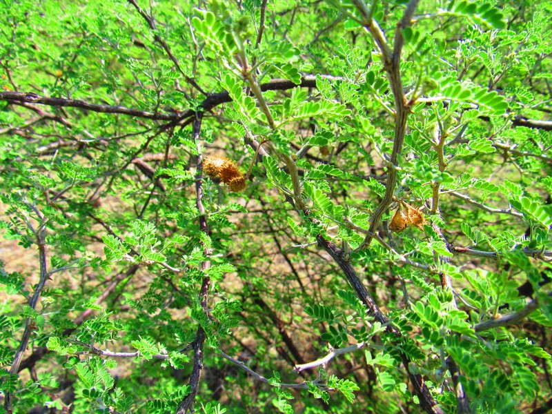 Mimosa monancistra photo 3