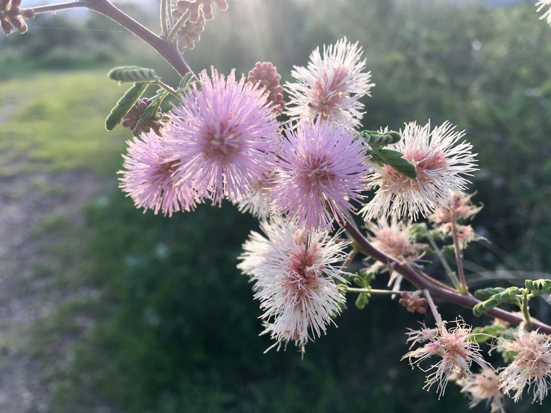 Mimosa monancistra photo 5