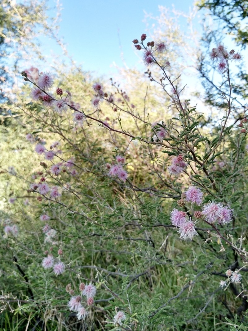 Mimosa monancistra photo 6