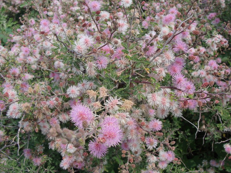 Mimosa monancistra photo 7