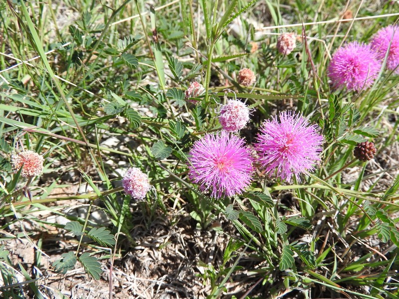 Mimosa monclovensis