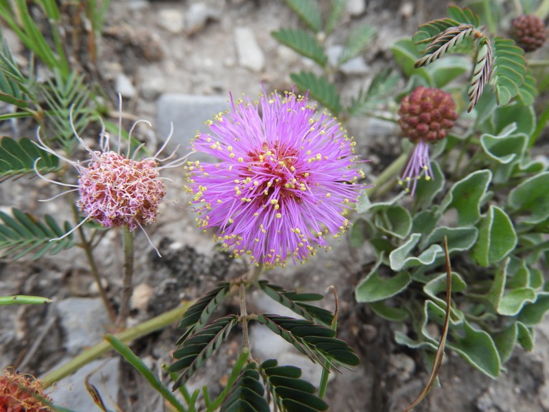 Mimosa monclovensis photo 2