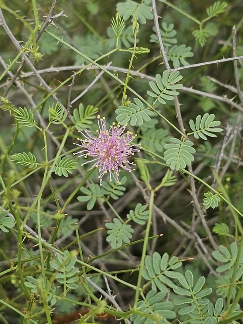 Mimosa monclovensis photo 3