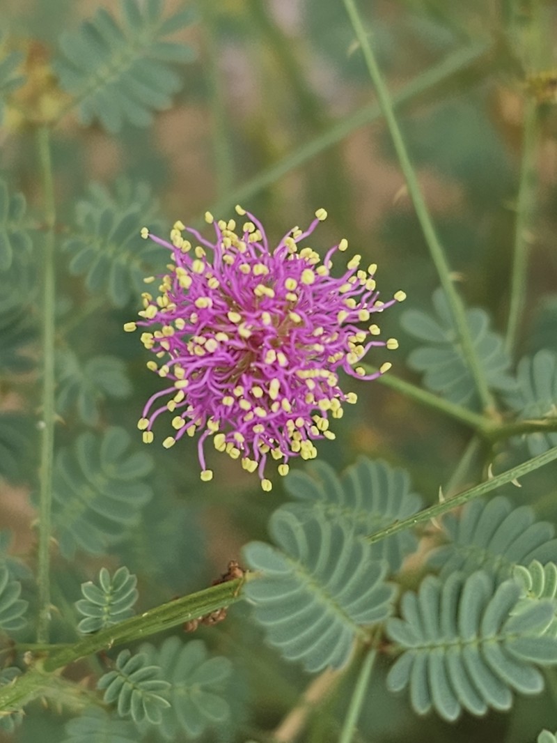 Mimosa monclovensis photo 4