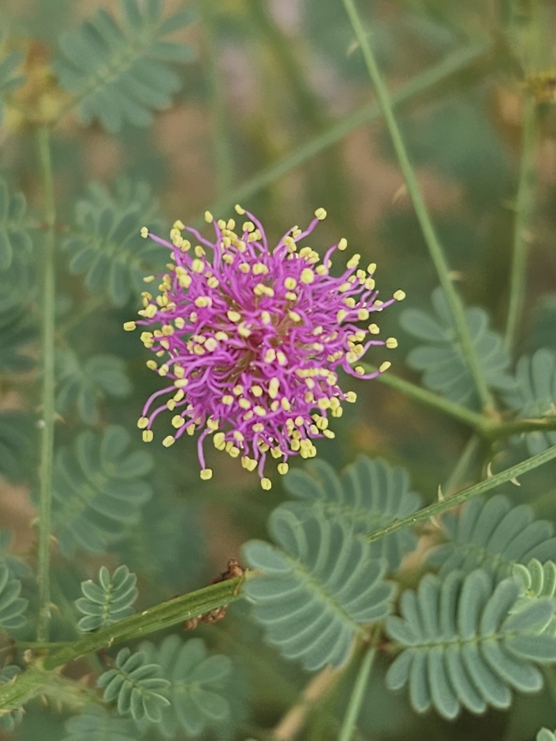 Mimosa monclovensis photo 6