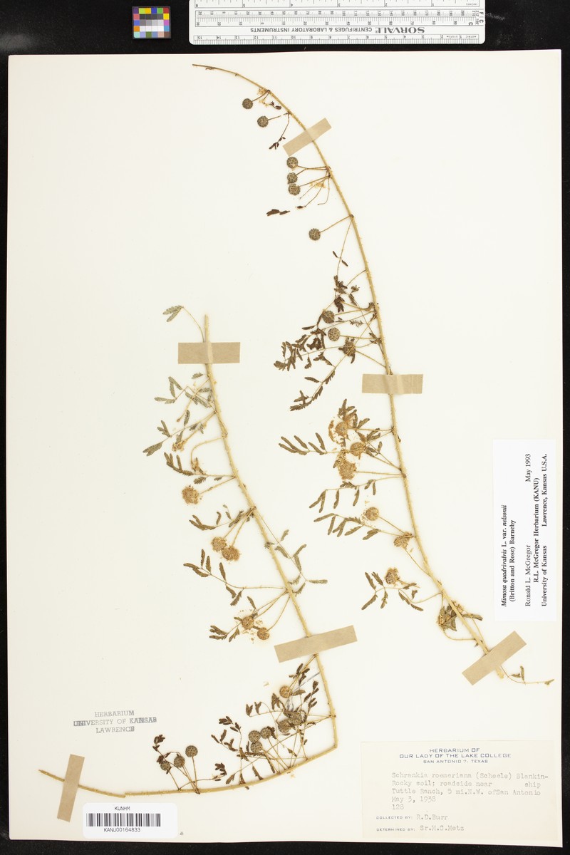 Mimosa monclovensis photo 8