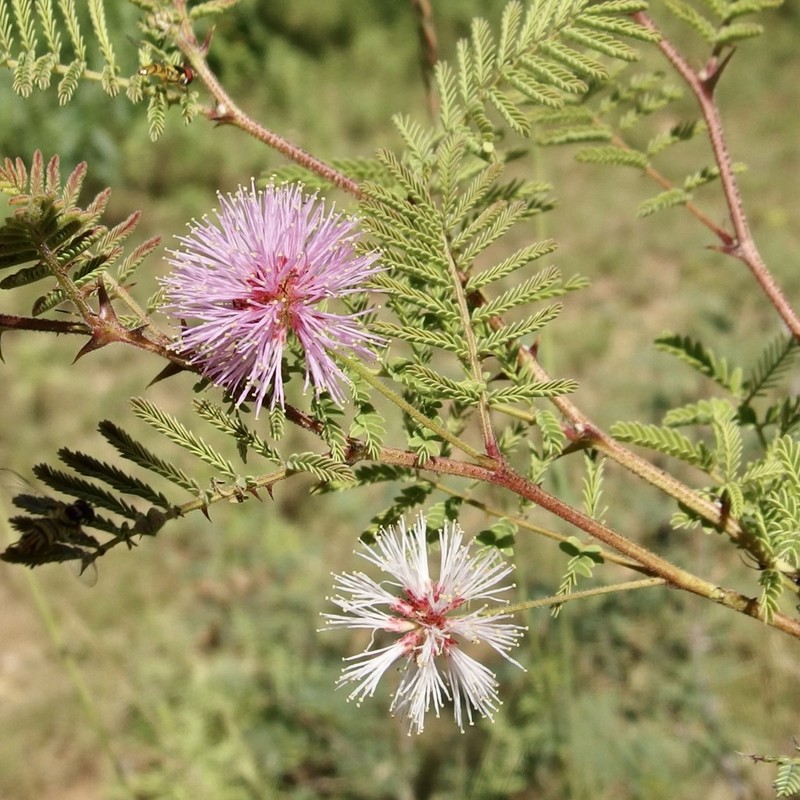 Mimosa moniliformis