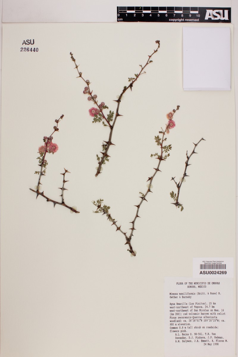 Mimosa moniliformis photo 3