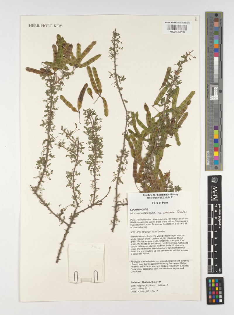 Mimosa montana var. sandemanii photo 4