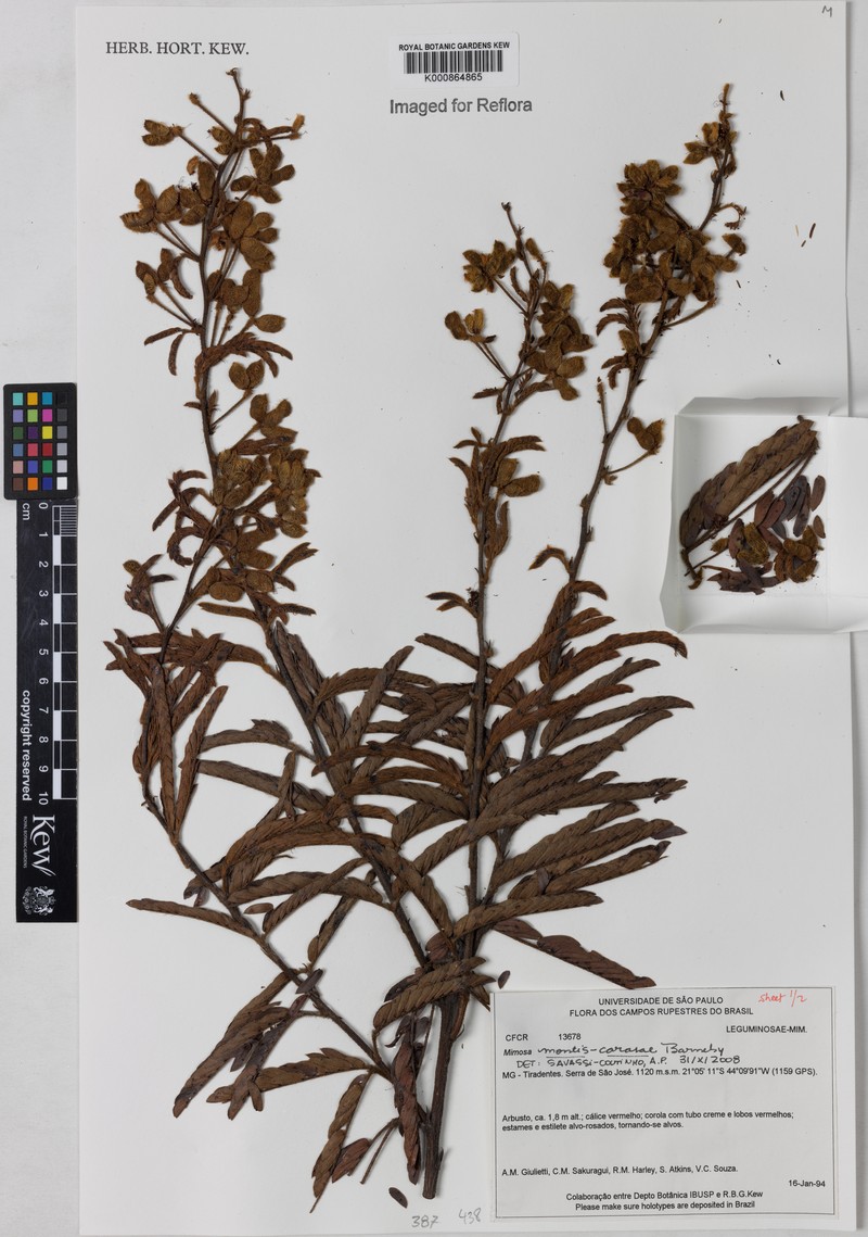 Mimosa montis-carasae
