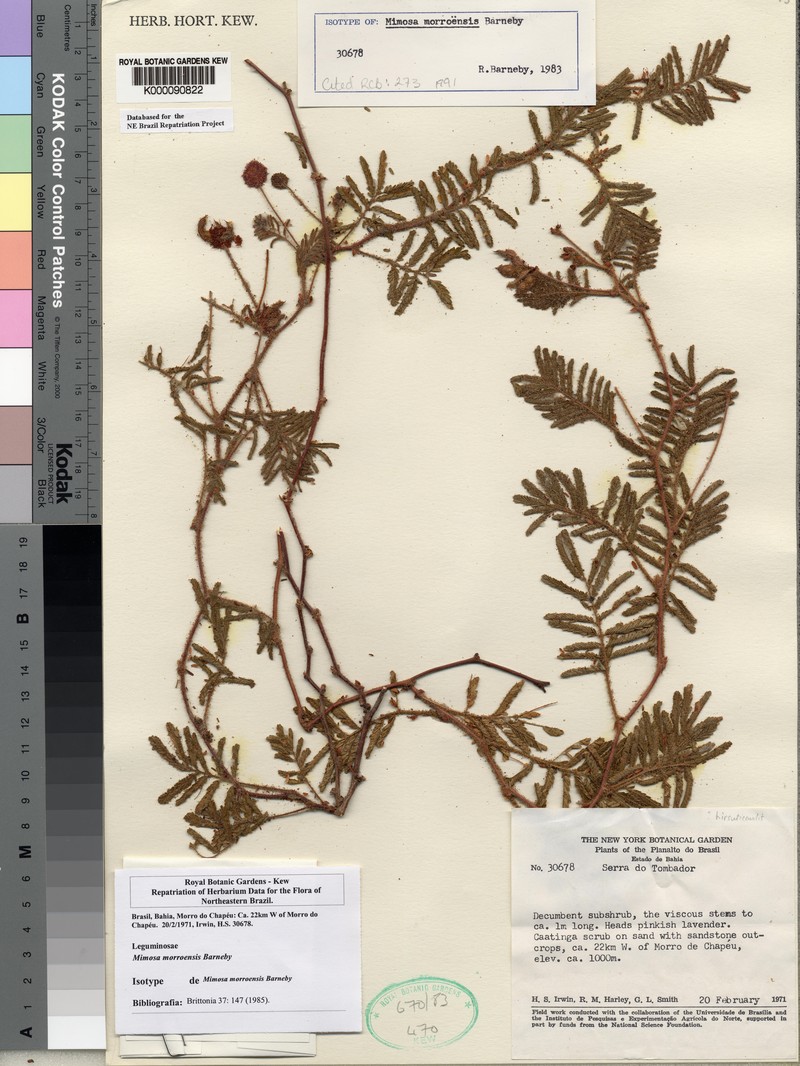 Mimosa morroensis