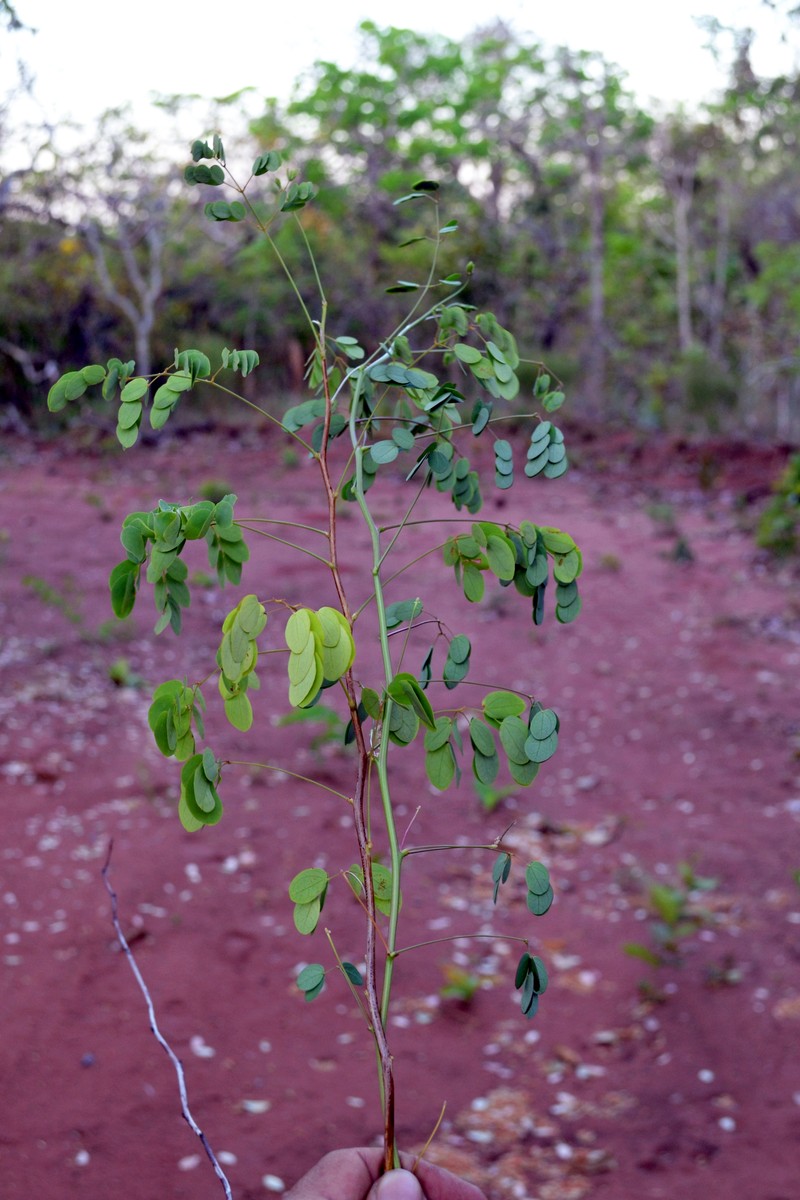 Mimosa multiceps