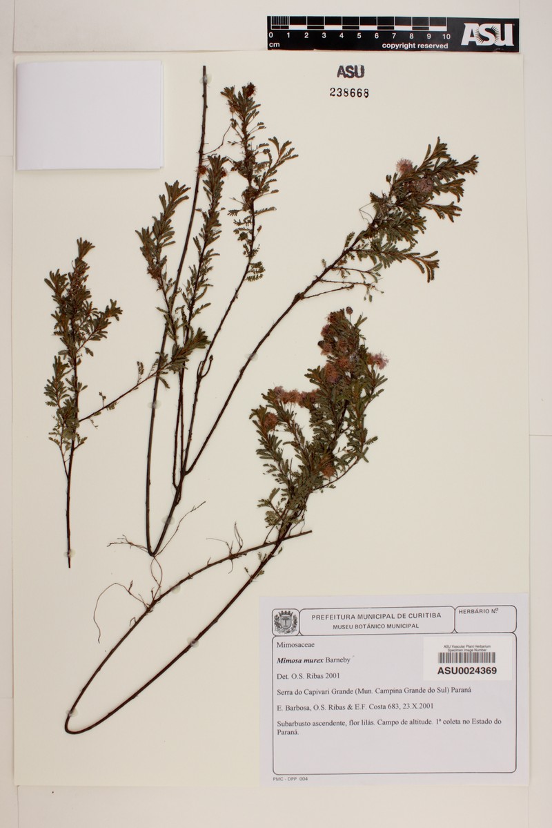 Mimosa murex