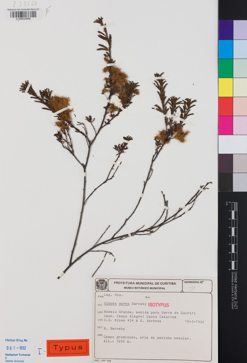 Mimosa murex photo 2