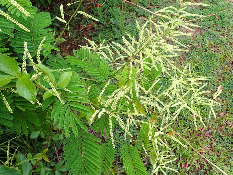 Mimosa myriadenia