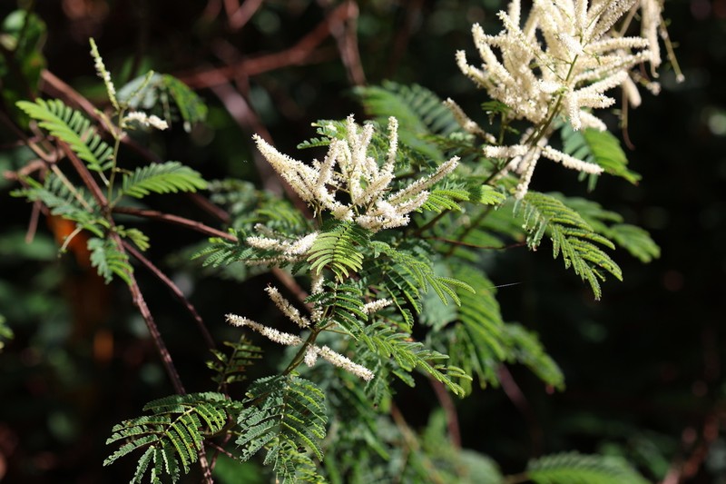 Mimosa myriadenia photo 2