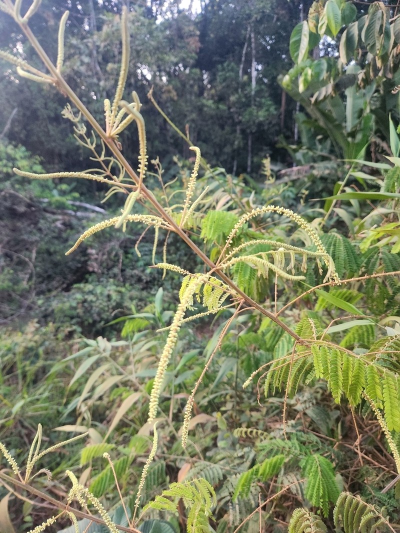 Mimosa myriadenia photo 4