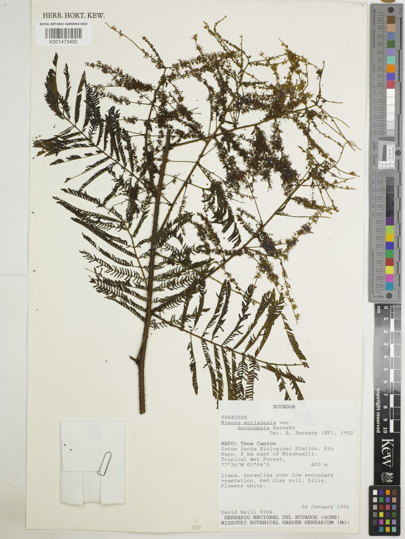Mimosa myriadenia var. desquamata