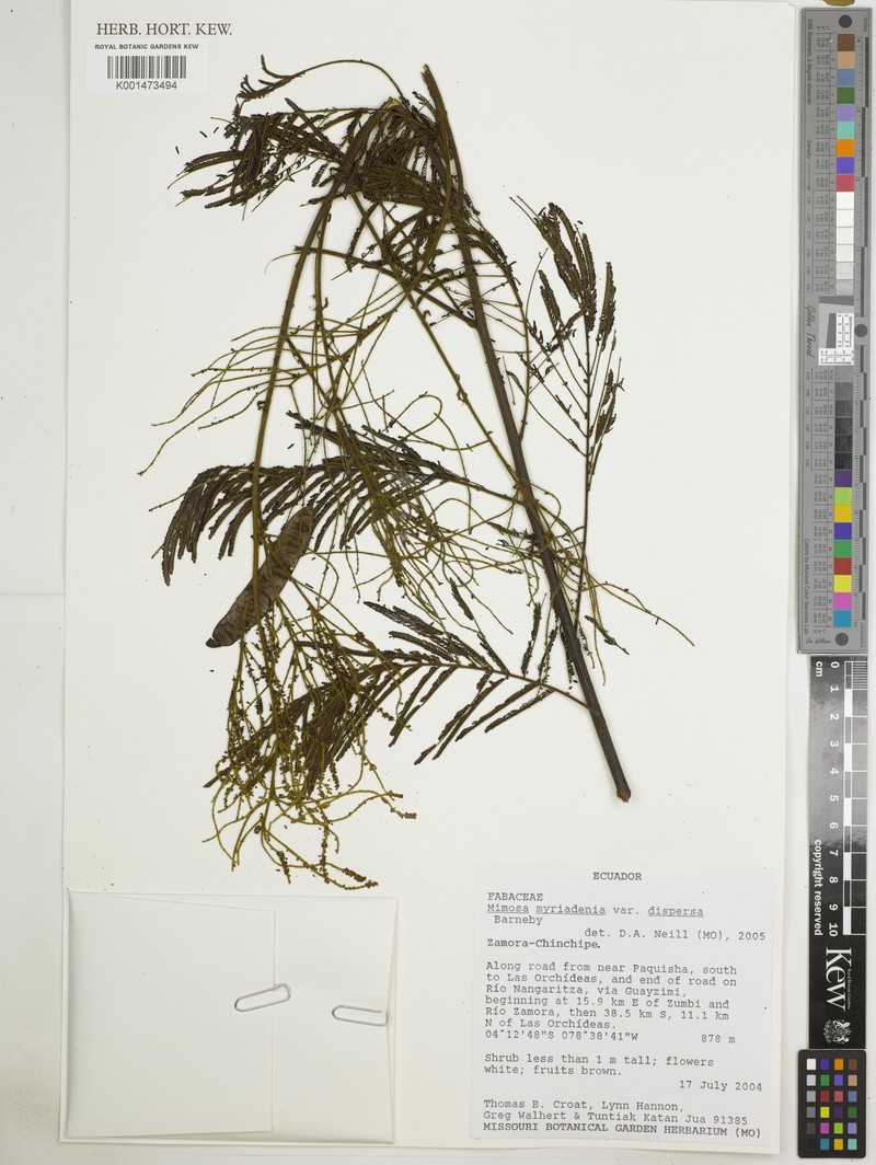 Mimosa myriadenia var. dispersa