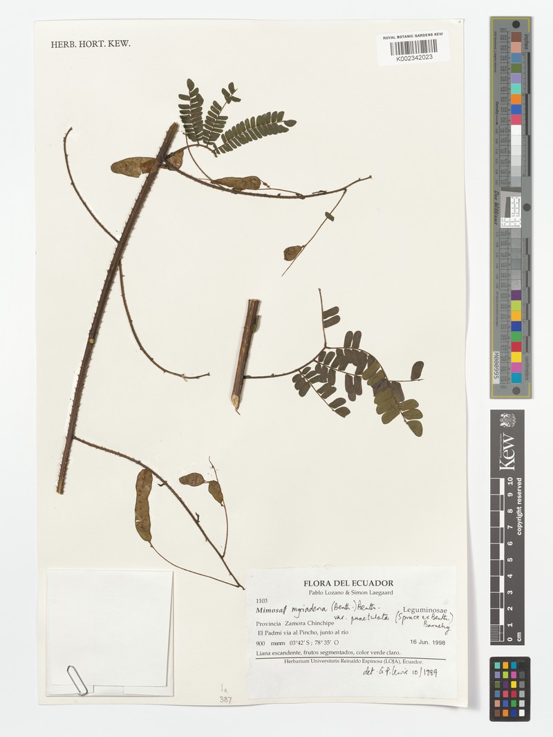 Mimosa myriadenia var. punctulata