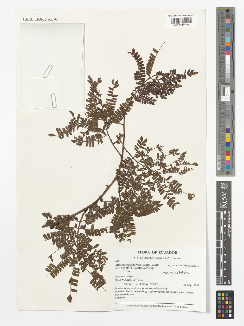 Mimosa myriadenia var. punctulata photo 2